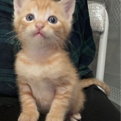 チャ(仮)保護猫5~7週程オス