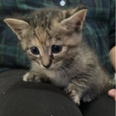 シマ(仮)保護猫5~7週メス