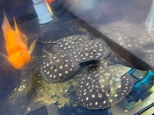 ダイヤモンドポルカ　♂