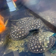 ダイヤモンドポルカ　♂