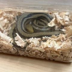 シマヘビ🐍