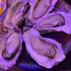 BBQ BAR&kin リニューアルオープン - グルメ