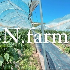 【短期募集 2名のみ  好条件！】ヘタ切り 時給1,400円以上可能！ ピーマンのヘタ切り作業  初心者大歓迎！の画像