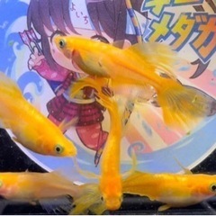 今年も販売！超豪華な様々なメダカの針子40匹セット！希望の方には...