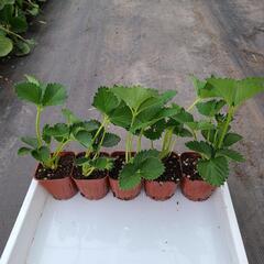 【特価】いちご苗10株セットの画像