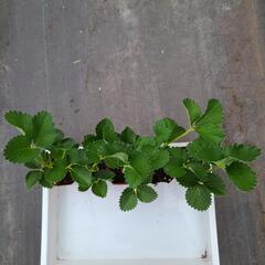 【特価】いちご苗10株セットの画像