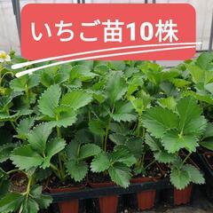 【特価】いちご苗10株セット