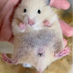 出生後2ヶ月のハムスター　里親決めました！ありがとうござい…