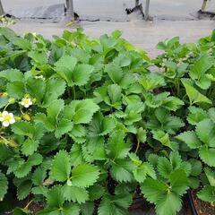 【特価】イチゴ苗30株セットの画像