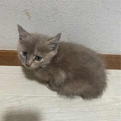 里親募集