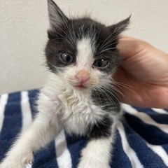 捨て猫です。