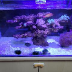 海水水槽盆栽ライブロック+生体セット