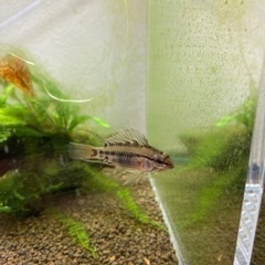 アピストグラマ　ビエジタ（コクーン便、プエルトガイタン産）WIL...