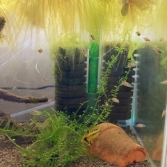 アピストグラマ　ビエジタ（コクーン便、プエルトガイタン産）WILDのF1稚魚20匹の画像