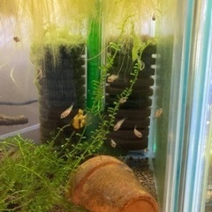 アピストグラマ　ビエジタ（コクーン便、プエルトガイタン産）WILDのF1稚魚20匹の画像