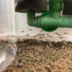 アピストグラマ　ビエジタ（コクーン便、プエルトガイタン産）WILDのF1稚魚20匹の画像