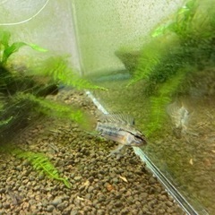 アピストグラマ　ビエジタ（コクーン便、プエルトガイタン産）WILDのF1稚魚20匹の画像