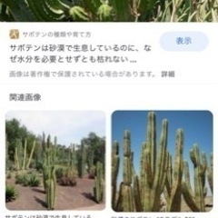 無料で引き取ります！サボテン、多肉植物、観葉植物、ユッカ、ソテツ...