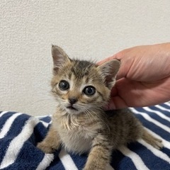 生後3週間の子猫貰って下さい。