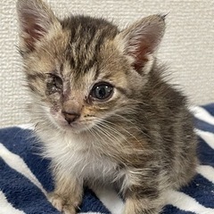 片目は無いですが、とても可愛いメス猫
