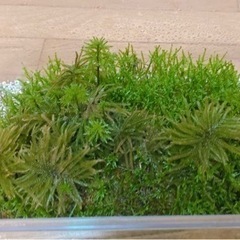 苔 コケ コケリウム用など