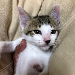 《里親様が決まりました》生後2ヶ月の子猫（男の子）