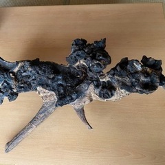 流木の画像