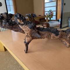 流木の画像