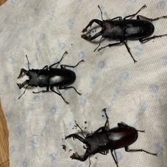 国産　ノコギリクワガタ　取引終了の画像