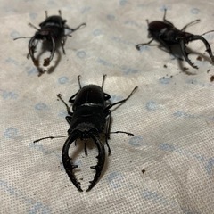 国産　ノコギリクワガタ　取引終了の画像