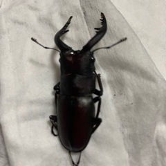 国産　ノコギリクワガタ　取引終了