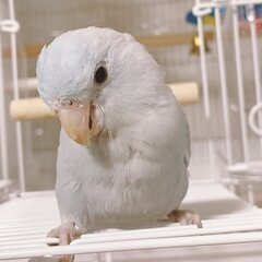 マメルリハ３羽の里親を募集します