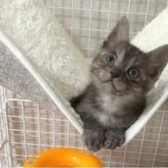 スモークグレーの仔猫ちゃん