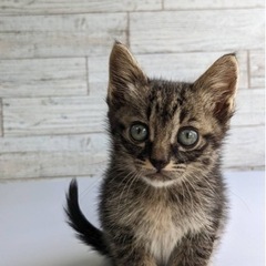 たくさんの連絡ありがとうございます。一時受付終了させて頂きます。 - 猫