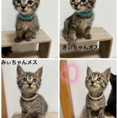 ちまちま兄妹