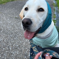 犬友募集＊大型犬