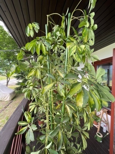特大観葉植物