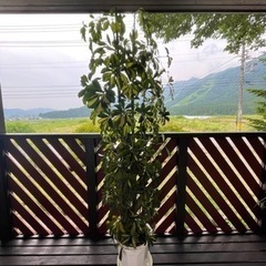 特大観葉植物