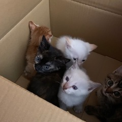 捨て猫の引き取り手募集