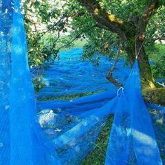 減農薬栽培 南高梅 完熟落下ネット受け10kgの画像