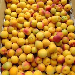 減農薬栽培 南高梅 完熟落下ネット受け10kgの画像