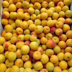 減農薬栽培 南高梅 完熟落下ネット受け10kg