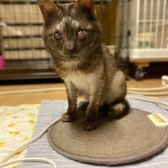 保護猫活動しております🙇‍♀️🍀読んで頂けると助かります。