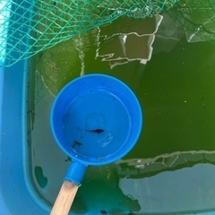 オロチ稚魚13匹販売