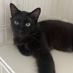 やや中毛の人懐こい黒猫ふうた君