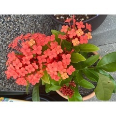 お花やお野菜の苗譲ってください/教えてください