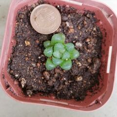 ※数量限定※ハオルチア、雫石 ☆ 光が透ける多肉植物(10円玉大)の画像