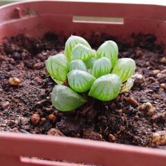 ※数量限定※ハオルチア、雫石 ☆ 光が透ける多肉植物(10円玉大)