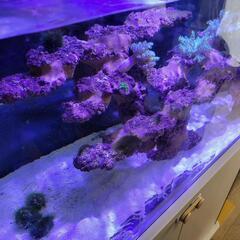 海水水槽盆栽ライブロック+生体セットの画像