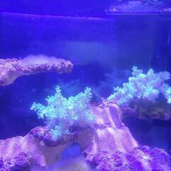 海水水槽盆栽ライブロック+生体セットの画像